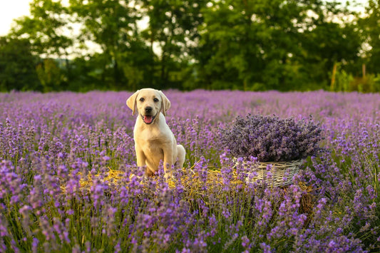 Is lavender essential oil safe for dogs?