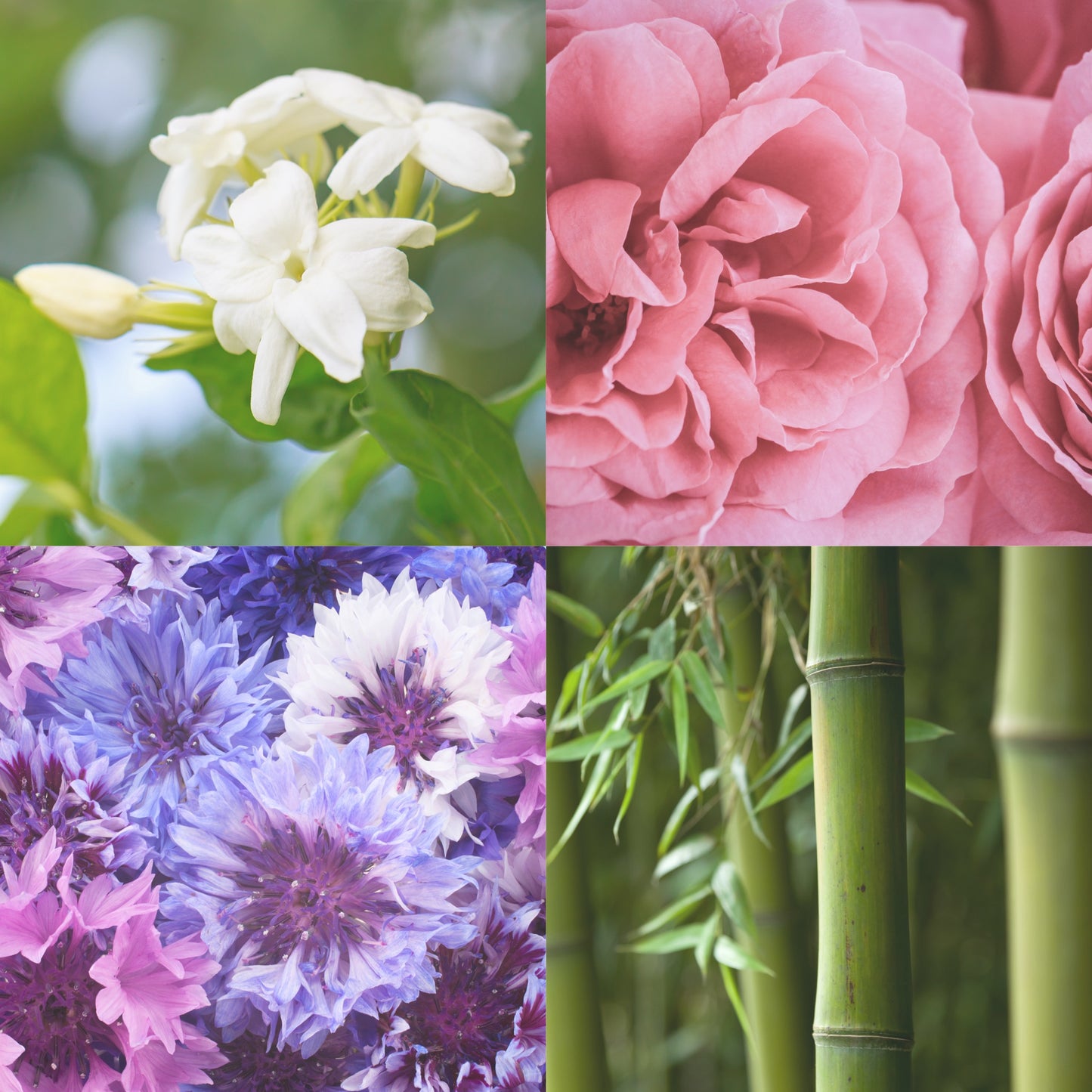 Lap Nap Fragrance Oil