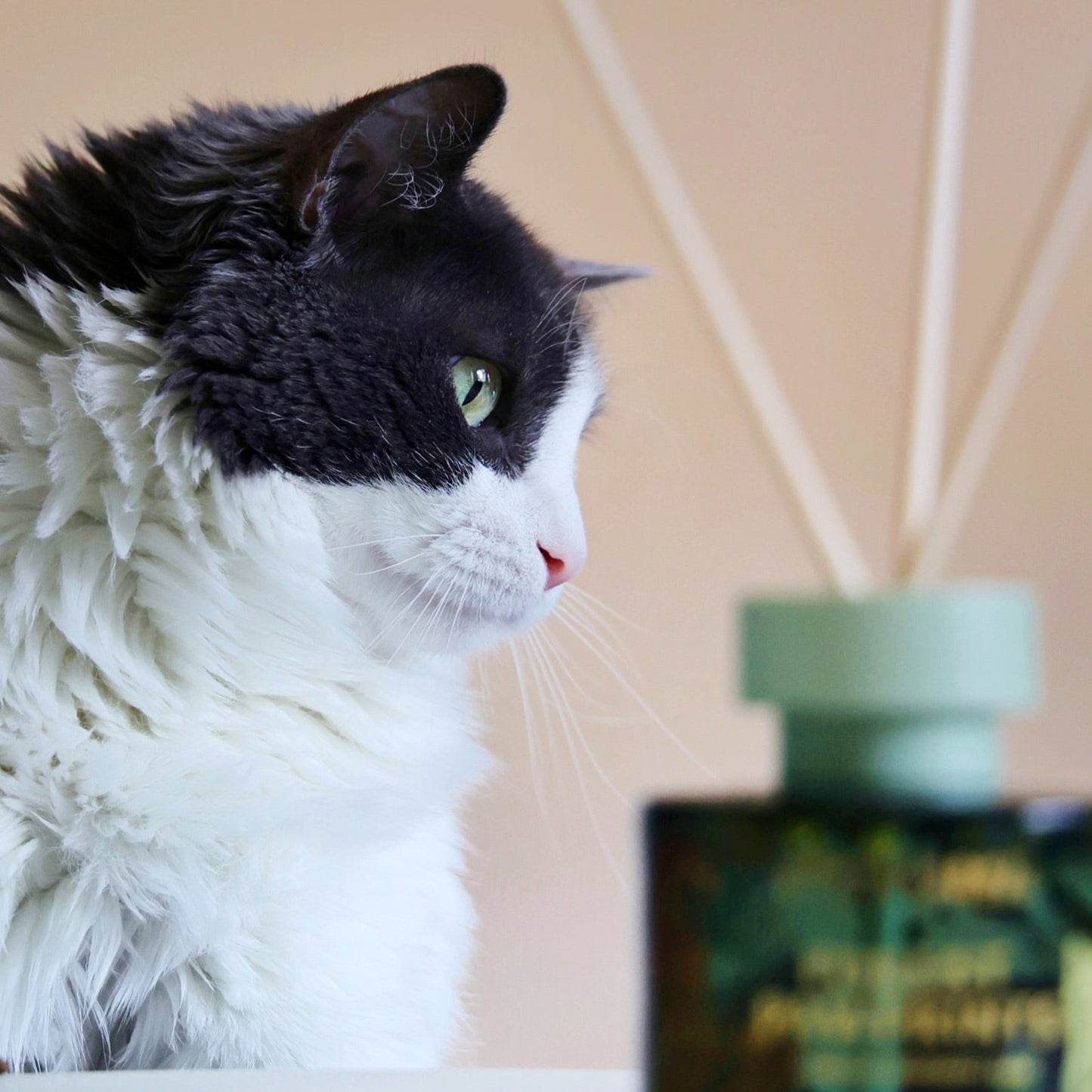 Forest Pawprints | Camellia Rosemary Reed Diffuser
