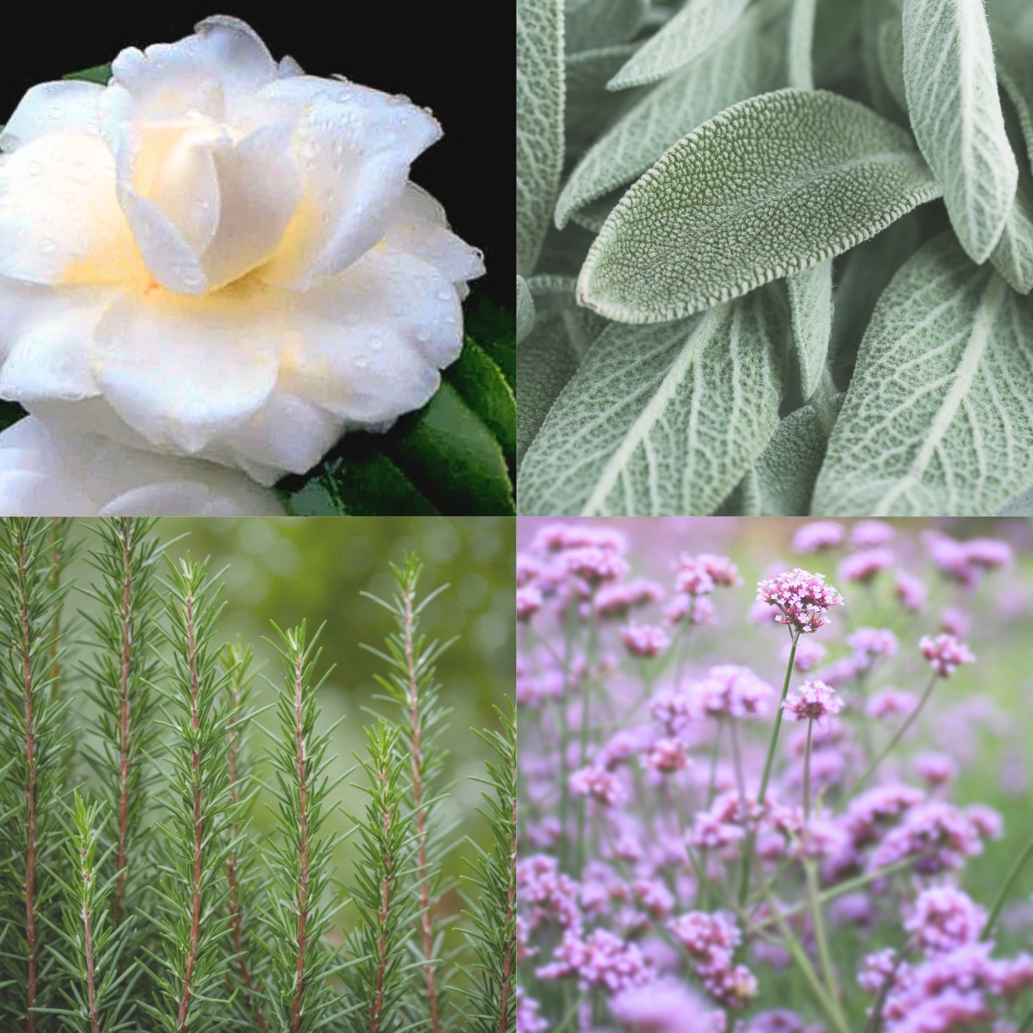 Forest Pawprints | Camellia Rosemary Reed Diffuser