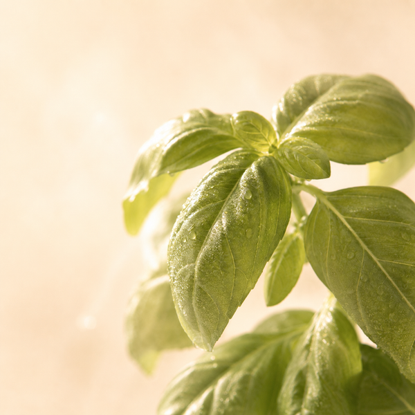 Basil — Ocimum basilicum CT linalool