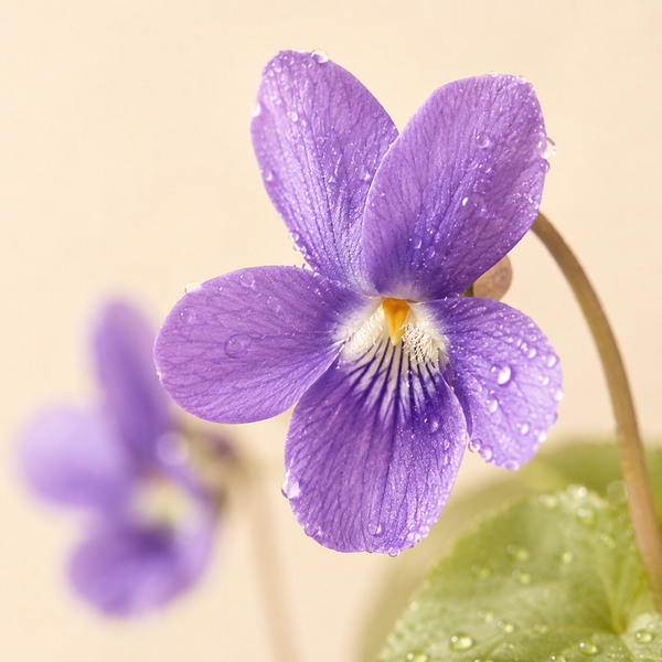 Violet — Viola odorata