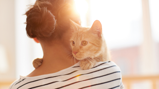 Best Pet-Safe Essential Oils for Diffusers: How to Choose (2026)