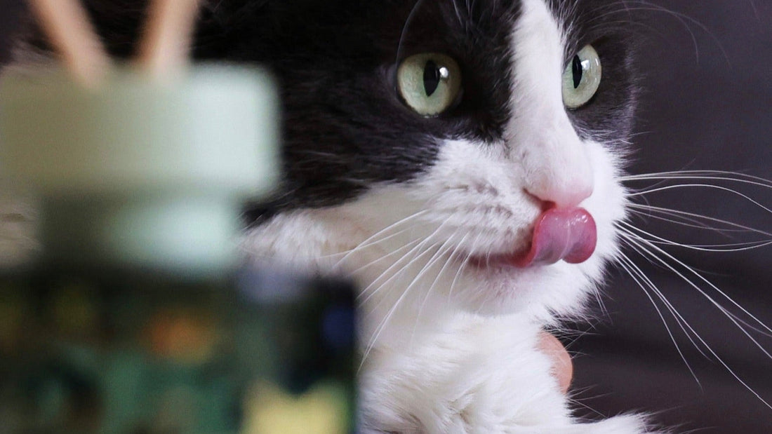 A cat is safely live with the FUROMA's reed diffuser
