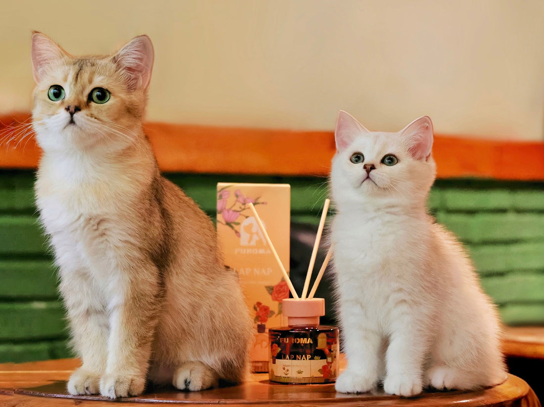 Cat near a reed diffuser — safe diffusing guide for cat households