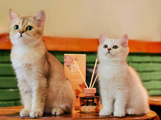 Cat near a reed diffuser — safe diffusing guide for cat households