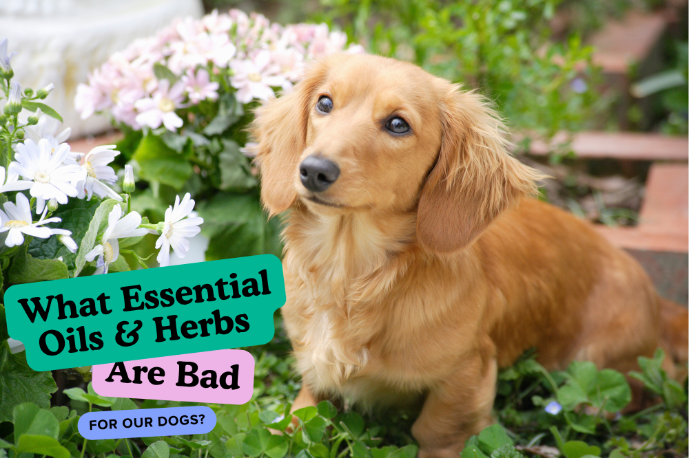 Dog in a flower garden — complete list of essential oils and herbs toxic to dogs