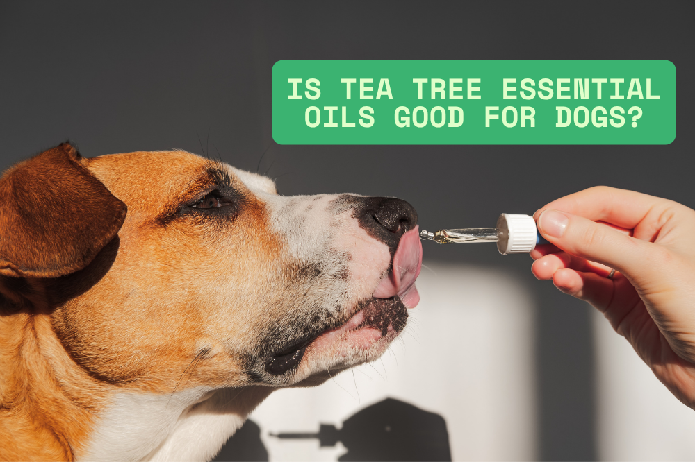 Dog sniffing a oil — ASPCA lists Melaleuca alternifolia as toxic to dogs 