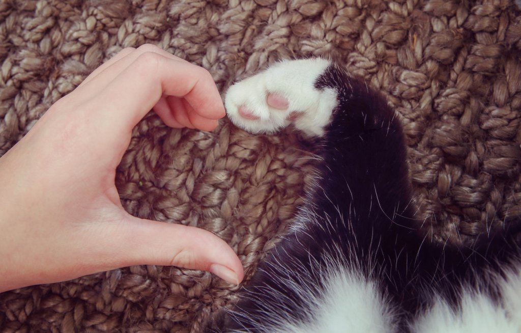 A human hand and a black and white cat paw touching to form a heart shape against a textured brown rug.