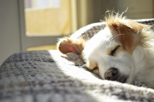 Dog resting one a sheet — guide to essential oils safe for dogs