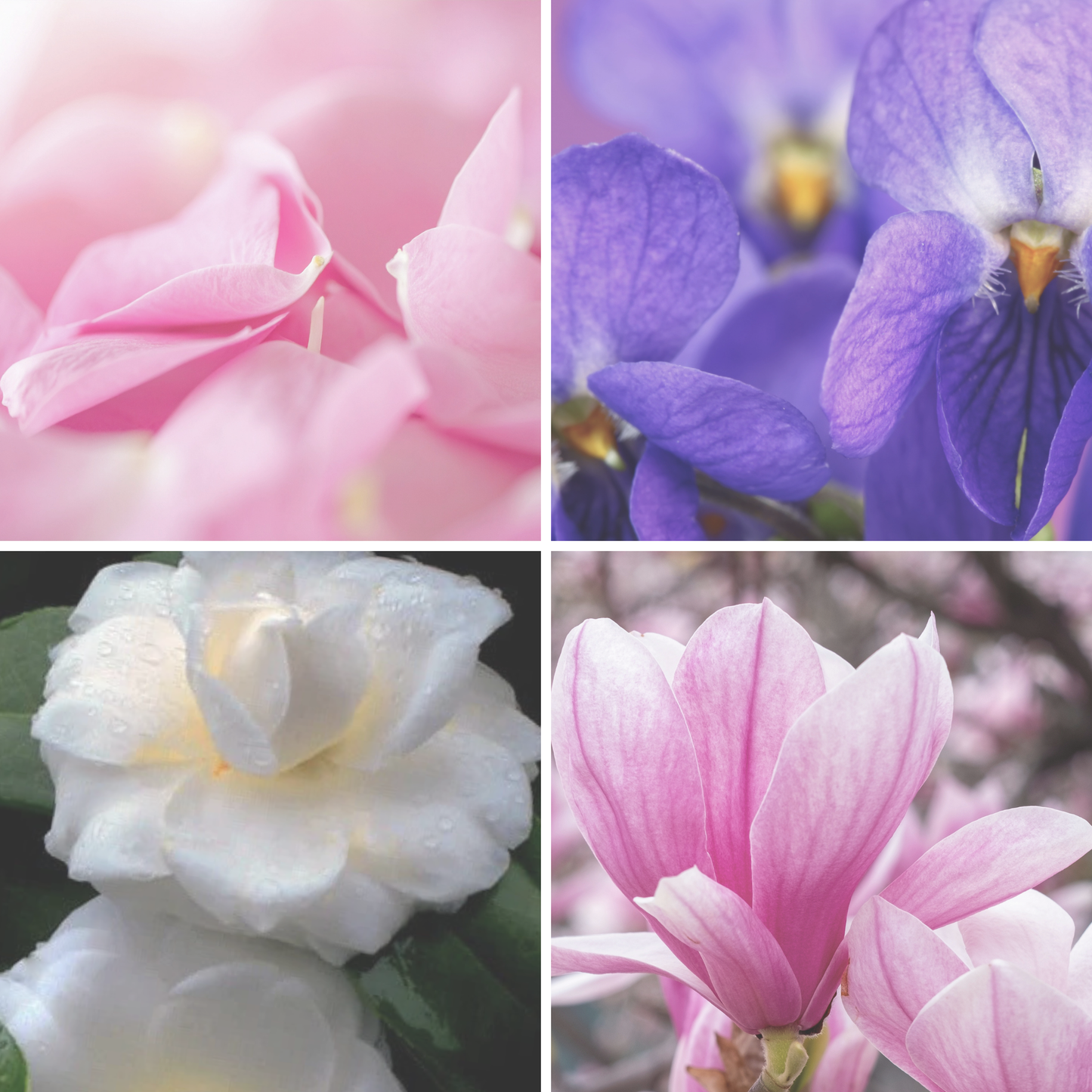 Wagging Tails Essential Oil – Rose & Violet