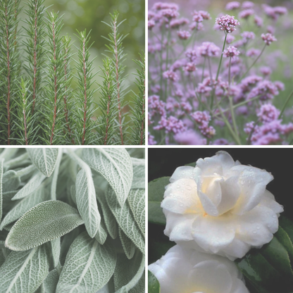 Forest Pawprints Essential Oil – Camellia & Clary Sage