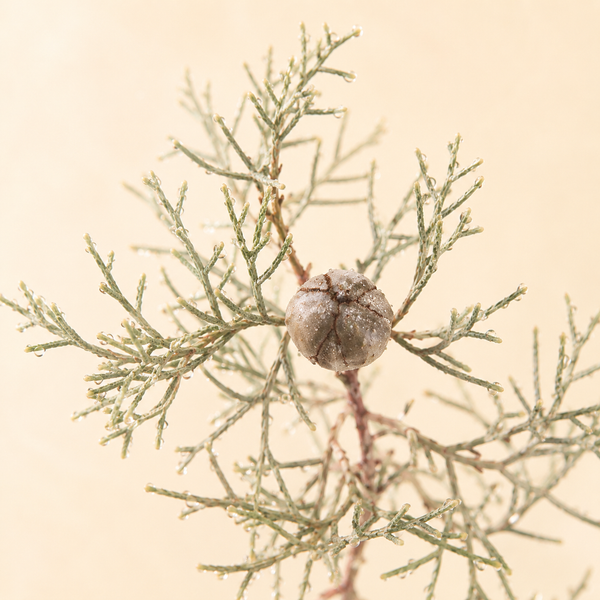 Australian Cypress — Callitris glaucophylla