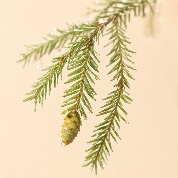 Canadian Hemlock — Tsuga canadensis