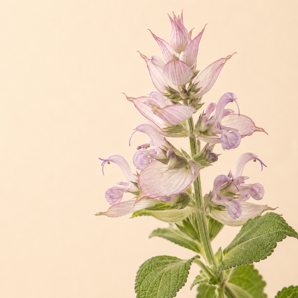 Clary Sage — Salvia sclarea
