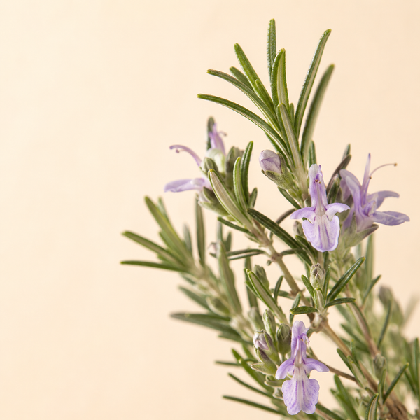 Rosemary — Rosmarinus officinalis CT verbenone