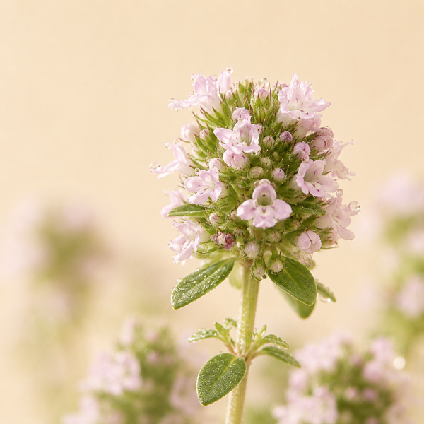 Thyme — Thymus vulgaris CT linalool